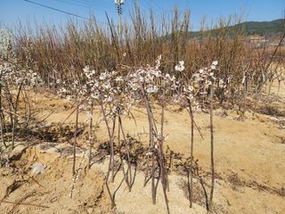 일심묘목농원님의 자유주제 · 자유게시판 작성글 사진
