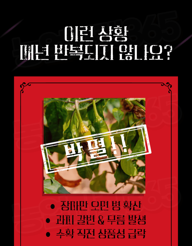 농업마켓365님의 장터 판매 상품 [[탄저병예방] 융전 탄저백신 액제 500ml 탄저병방지 과피보호 면역강화] 첨부 사진