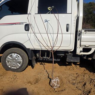 일심묘목농원님의 자유주제 · 자유게시판 작성글 사진