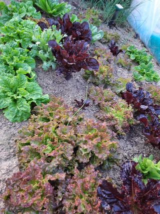 마에스타님의 자유주제 · 자유게시판 작성글 사진