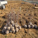 일심묘목농원님의 자유주제·자유게시판 작성글 사진