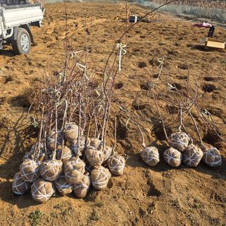 일심묘목농원님의 자유주제 · 자유게시판 작성글 사진