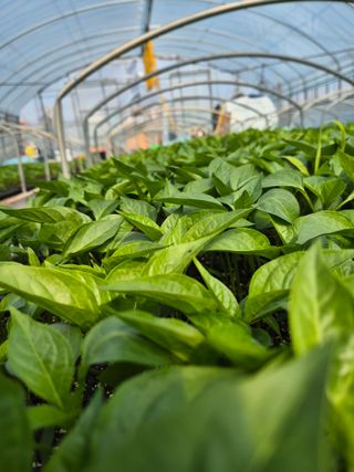 김영진(전남영광)님의 자유주제 · 자유게시판 작성글 사진