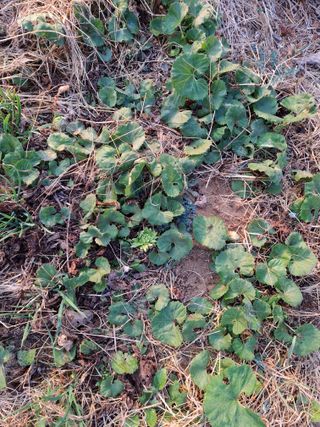마에스타님의 자유주제 · 자유게시판 작성글 사진