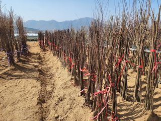 일심묘목농원님의 자유주제·자유게시판 작성글 사진