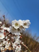 일심묘목농원님의 자유주제·자유게시판 작성글 사진