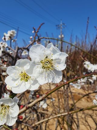 일심묘목농원님의 자유주제 · 자유게시판 작성글 사진