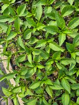 팜모닝 자유주제·자유게시판 게시글 이미지