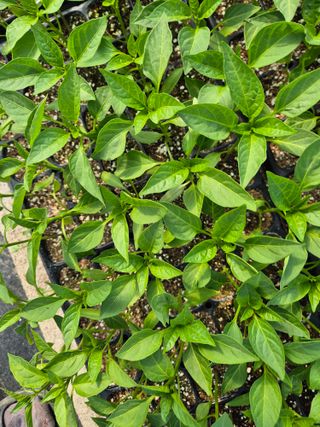 김영진(전남영광)님의 자유주제 · 자유게시판 작성글 사진