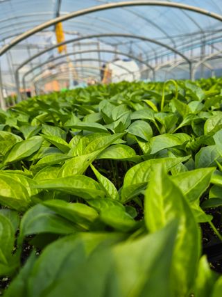 김영진(전남영광)님의 자유주제 · 자유게시판 작성글 사진