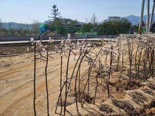 일심묘목농원님의 자유주제 · 자유게시판 작성글 사진