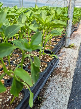 김영진(전남영광)님의 자유주제 · 자유게시판 작성글 사진