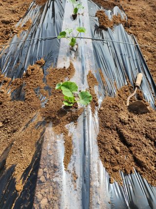 제주부자팜님의 자유주제 · 자유게시판 작성글 사진