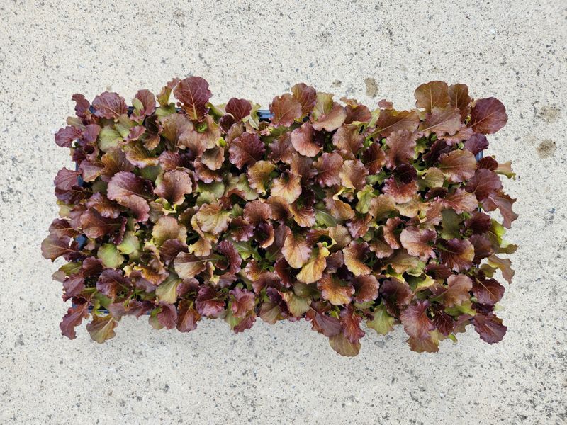 안산제일농약사님의 장터 판매 상품 [슈퍼열풍상추 35개] 첨부 사진