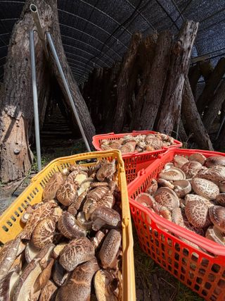 한밭농원님의 자유주제·자유게시판 작성글 사진