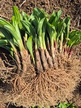 팜모닝 자유주제·자유게시판 게시글 이미지