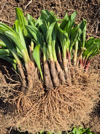 병풍취산채농원님의 자유주제 · 자유게시판 작성글 사진