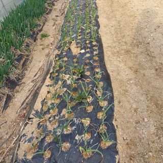 산골마님님의 자유주제 · 자유게시판 작성글 사진