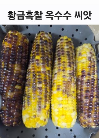 한농농약종묘사님의 옥수수 · 자유게시판 작성글 사진