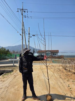 일심묘목농원님의 자유주제 · 자유게시판 작성글 사진