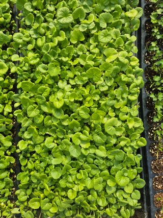 병풍취산채농원님의 자유주제 · 자유게시판 작성글 사진