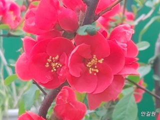 안길원님의 자유주제 · 자유게시판 작성글 사진