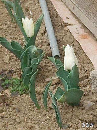 안길원님의 자유주제 · 자유게시판 작성글 사진