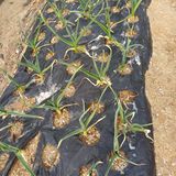 팜모닝 자유주제·자유게시판 게시글 이미지