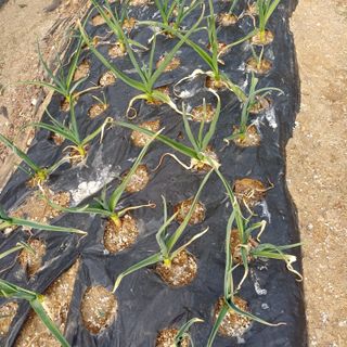 산골마님님의 자유주제 · 자유게시판 작성글 사진