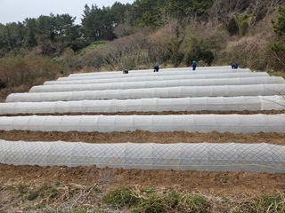 고추농사 정 미라님의 자유주제 · 자유게시판 작성글 사진