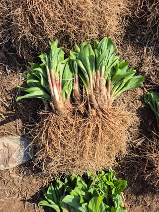 병풍취산채농원님의 자유주제 · 자유게시판 작성글 사진