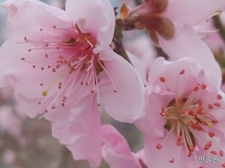 안길원님의 자유주제 · 자유게시판 작성글 사진