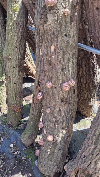 한밭농원님의 자유주제 · 자유게시판 작성글 사진