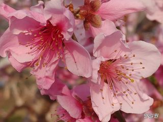 안길원님의 자유주제 · 자유게시판 작성글 사진