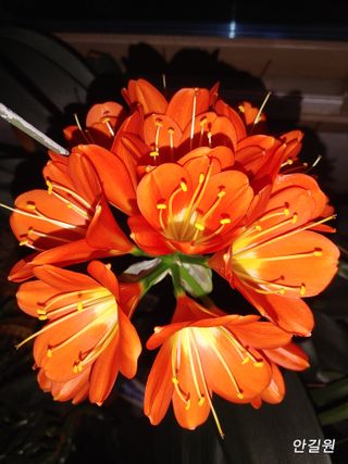 안길원님의 자유주제 · 자유게시판 작성글 사진