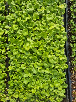 병풍취산채농원님의 자유주제 · 자유게시판 작성글 사진