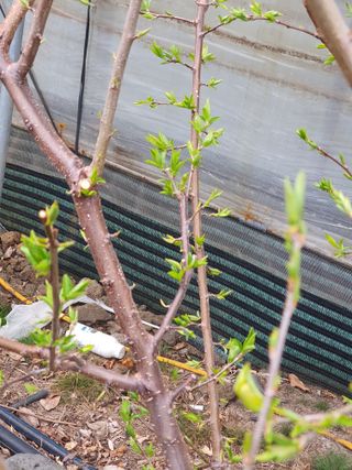 하나라도 소중하게님의 자두 · 자유게시판 작성글 사진