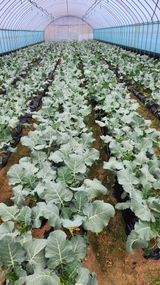 팜모닝 자유주제·자유게시판 게시글 이미지