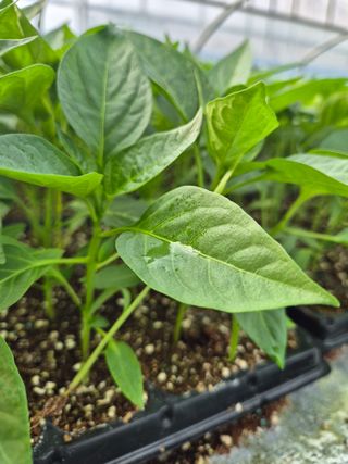 김영진(전남영광)님의 자유주제 · 자유게시판 작성글 사진