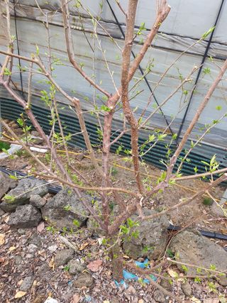 하나라도 소중하게님의 자두 · 자유게시판 작성글 사진