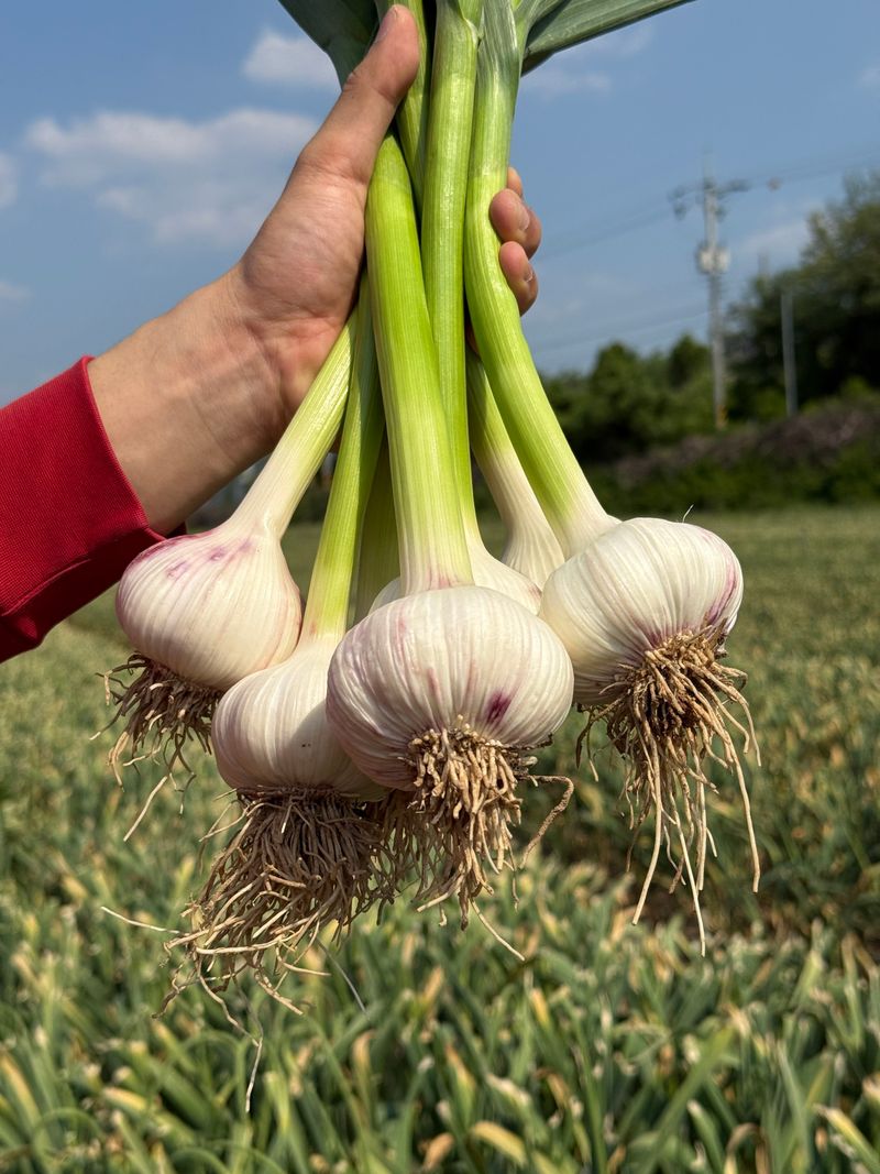 장터 상품 [햇마늘 의성대서마늘 난지형] 썸네일