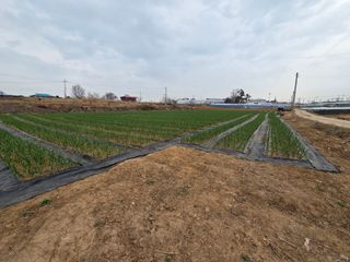 홍산농부님의 마늘·일상 작성글 사진