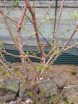 팜모닝 자두·자유게시판 게시글 이미지