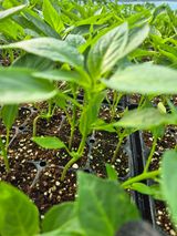 팜모닝 자유주제·자유게시판 게시글 이미지