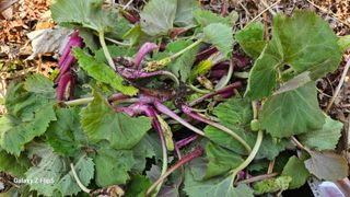 권혜전님의 자유주제 · 자유게시판 작성글 사진