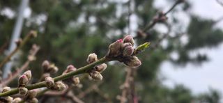 달맛햇복숭아농원님의 자유주제 · 자유게시판 작성글 사진