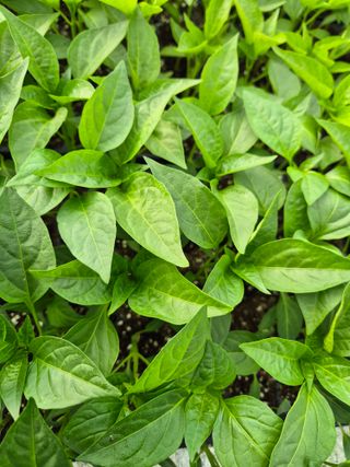 김영진(전남영광)님의 자유주제 · 자유게시판 작성글 사진