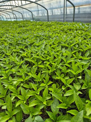 김영진(전남영광)님의 자유주제 · 자유게시판 작성글 사진