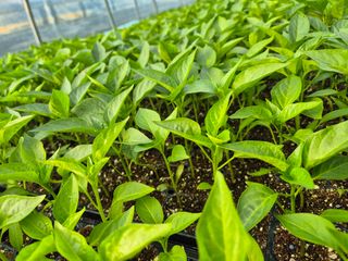 김영진(전남영광)님의 자유주제 · 자유게시판 작성글 사진