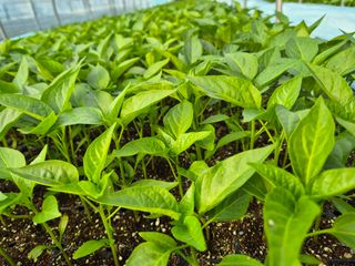 김영진(전남영광)님의 자유주제 · 자유게시판 작성글 사진